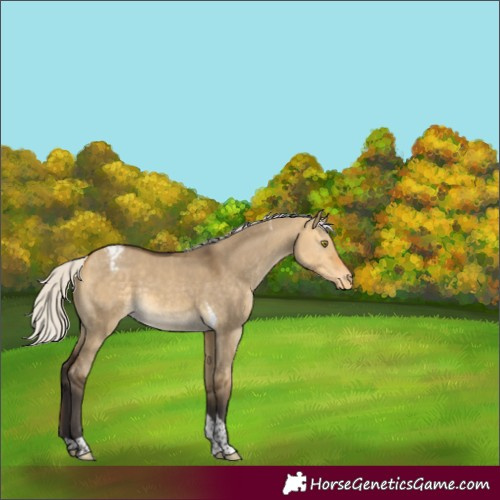 Horse Color:Silver Buckskin Dun Tobiano Snowcap 