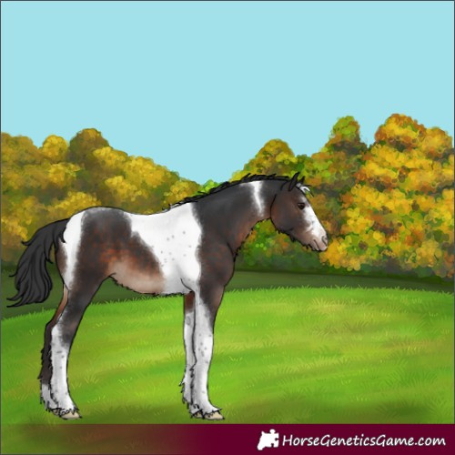Horse Color:Brown Tobiano Varnish 