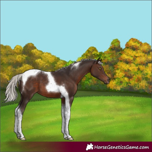 Horse Color:Silver Brown Tobiano 