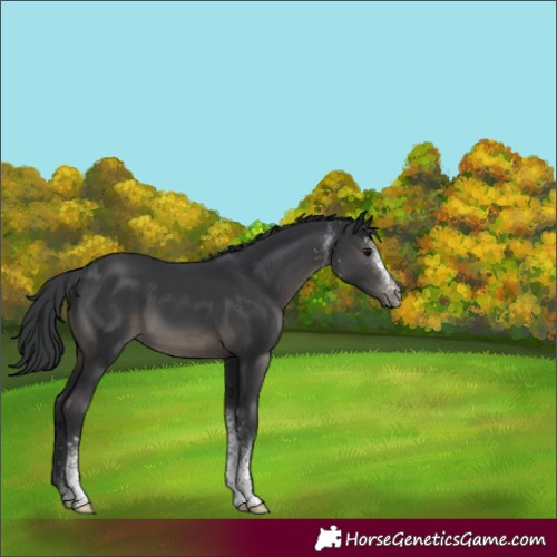 Horse Color:White Spotted Black 