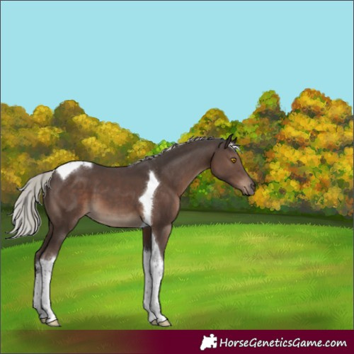 Horse Color:Silver Black Tobiano 
