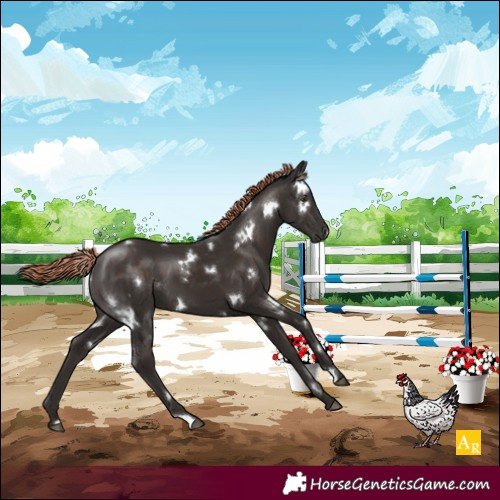 Horse Color:White Spotted Liver Chestnut
