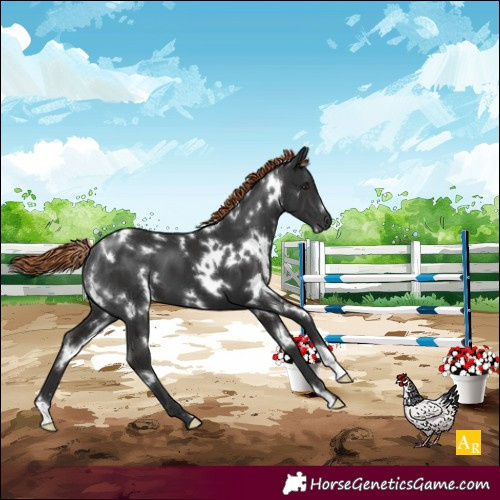 Horse Color:White Spotted Liver Chestnut 