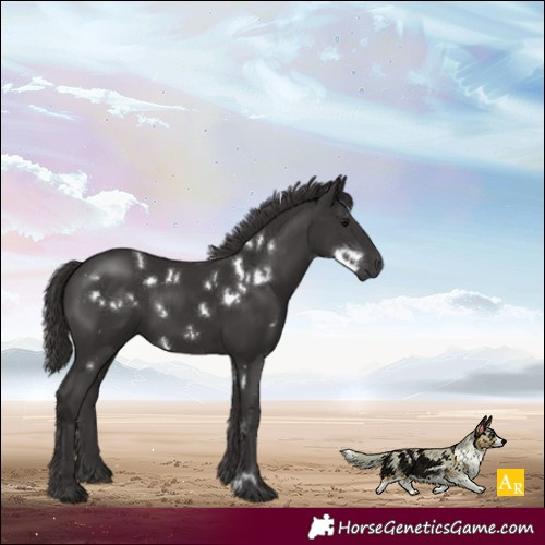Horse Color:White Spotted Smoky Black 