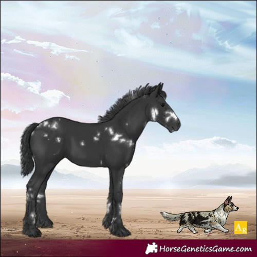 Horse Color:White Spotted Black 