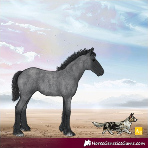 Horse Color:Blue Roan 
