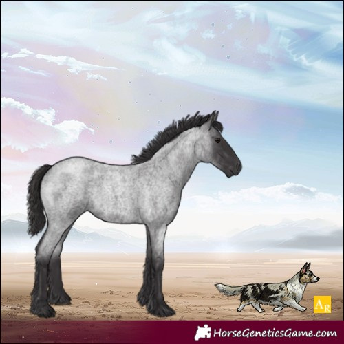 Horse Color:Smoky Blue Roan 