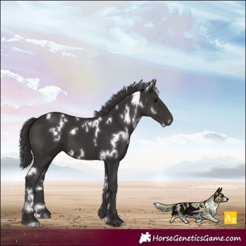 Horse Color:White Spotted Smoky Black
