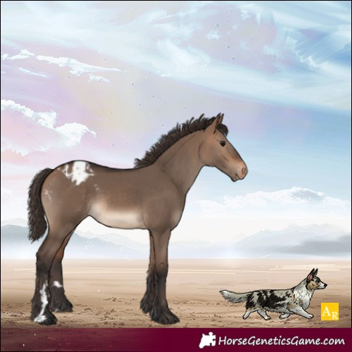 Horse Color:Bay Dun Varnish