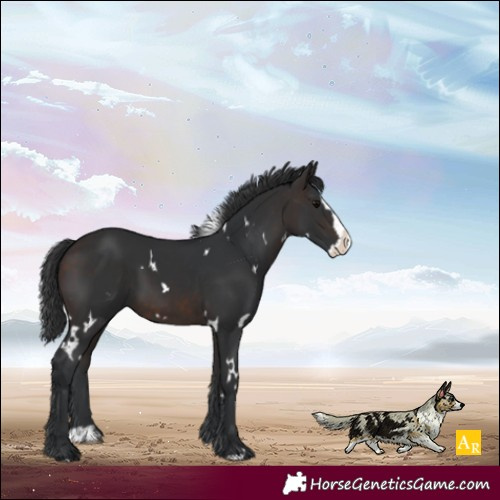 Horse Color:White Spotted Brown Splash