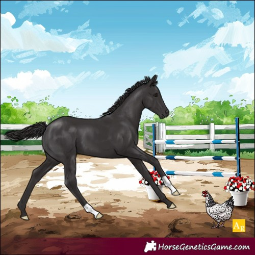 Horse Color:Smoky Black 