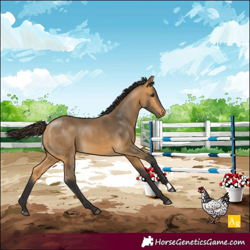 Horse Color:Buckskin