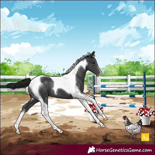 Horse Color:Black Tobiano 