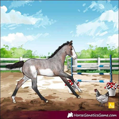 Horse Color:Bay Roan Frame