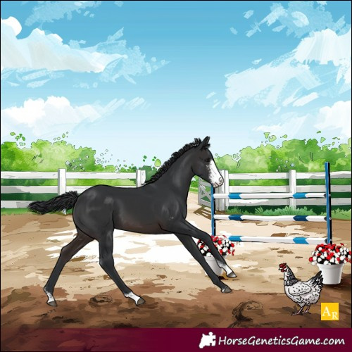 Horse Color:Brown Sabino 