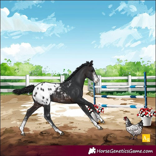 Horse Color:Brown Sabino Varnish