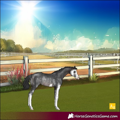 Horse Color:Brown Sabino Rabicano 