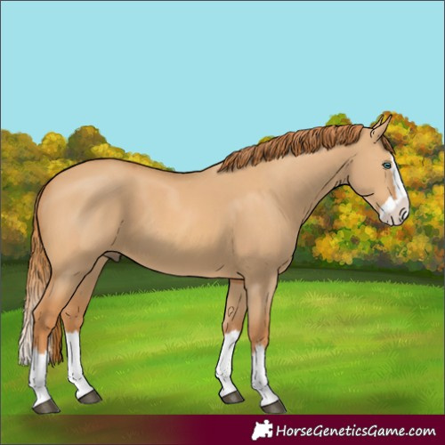 Horse Color:Red Dun Splash 