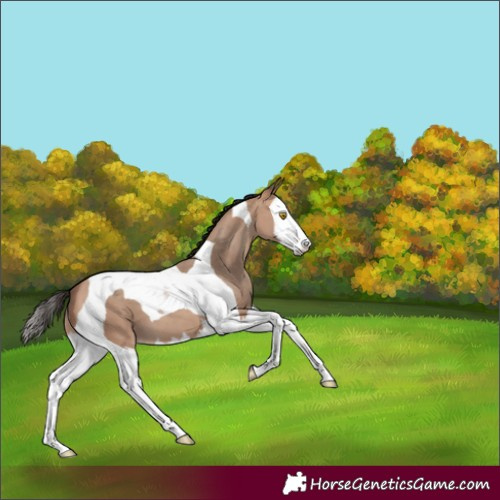Horse Color:Amber Champagne Splash Tobiano 