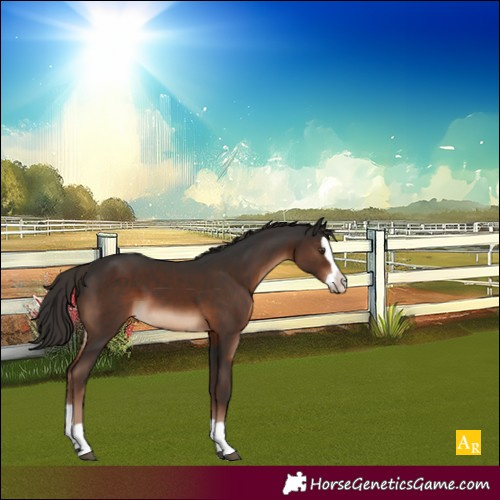 Horse Color:Liver Chestnut Splash