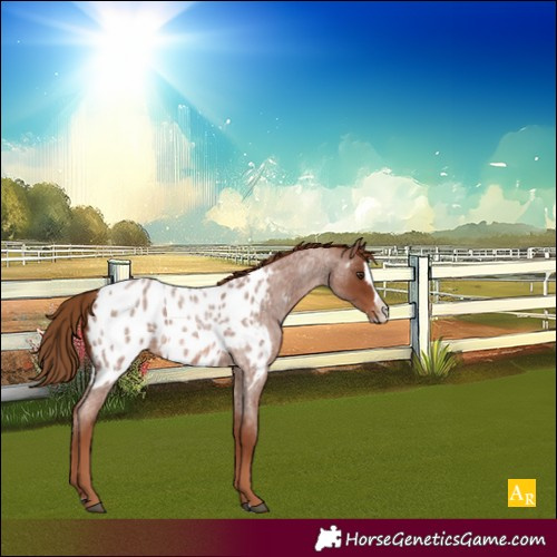Horse Color:Red Roan Splash Near Leopard 
