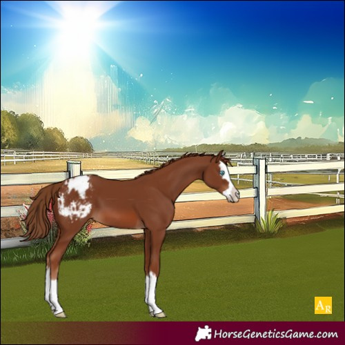 Horse Color:Chestnut Splash Blanket