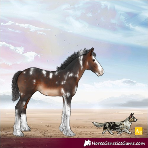 Horse Color:White Spotted Bay Splash Tobiano 