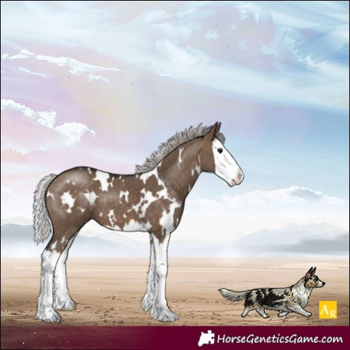 Horse Color:White Spotted Silver Brown Dun Splash