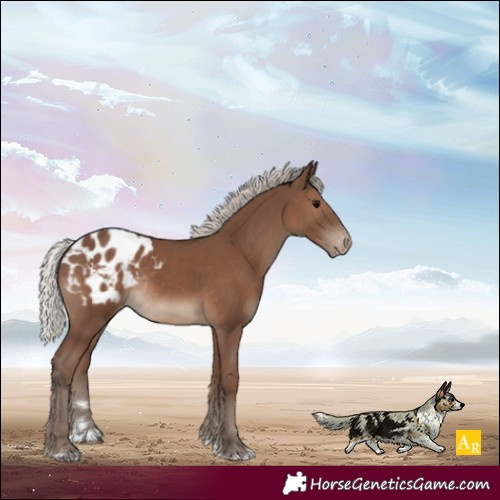Horse Color:Silver Black Blanket Rabicano 