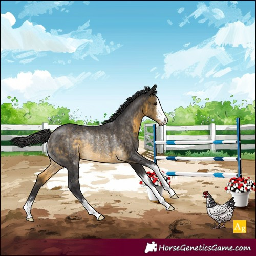 Horse Color:Buckskin Rabicano 