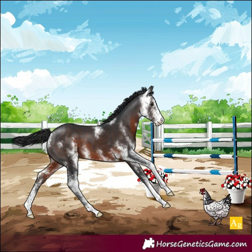 Horse Color:Brown Sabino