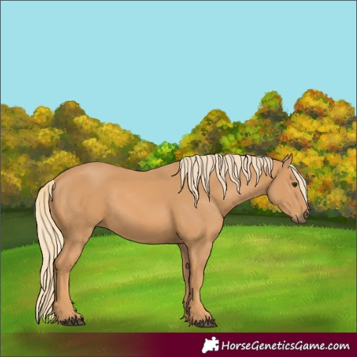 Horse Color:Unknown 