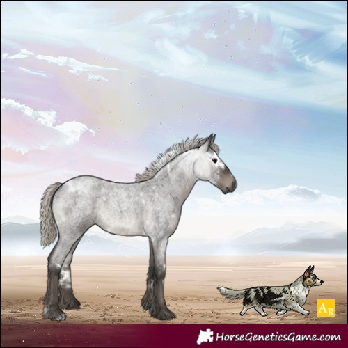Horse Color:Gray White Spotted Silver Blue Roan