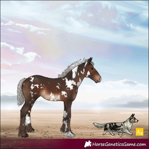 Horse Color:White Spotted Silver Bay