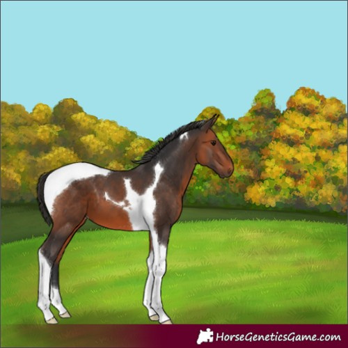 Horse Color:Bay Tobiano 