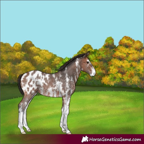 Horse Color:Bay Sabino Blanket 