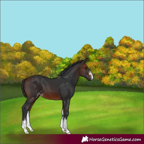 Horse Color:Bay Sabino 