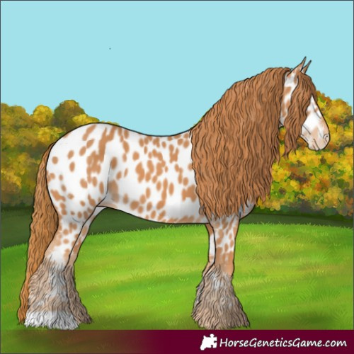 Horse Color:Chestnut Near Leopard
