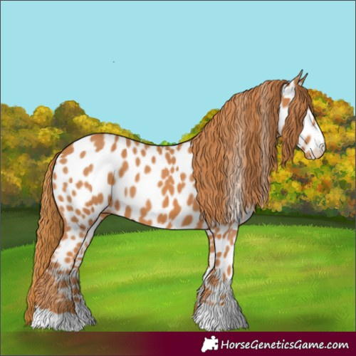 Horse Color:Chestnut Near Leopard