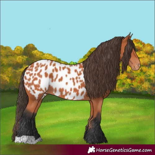 Horse Color:Bay Near Leopard
