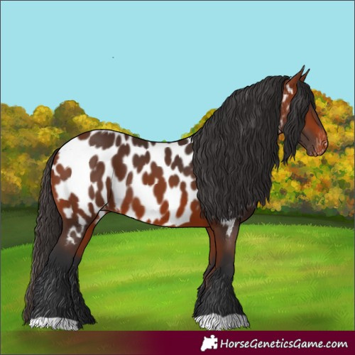 Horse Color:Bay Near Leopard