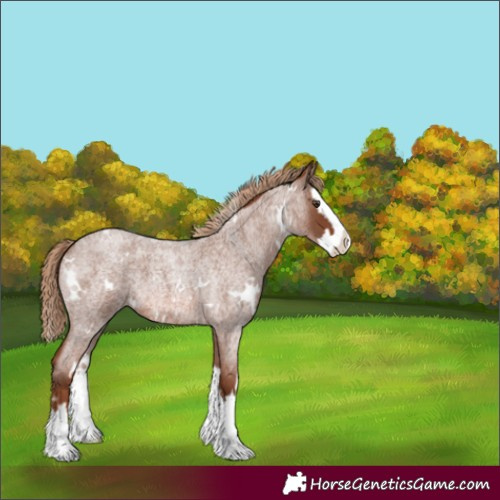 Horse Color:White Spotted Red Roan Splash