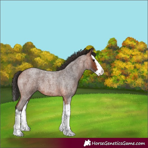 Horse Color:Bay Roan Splash