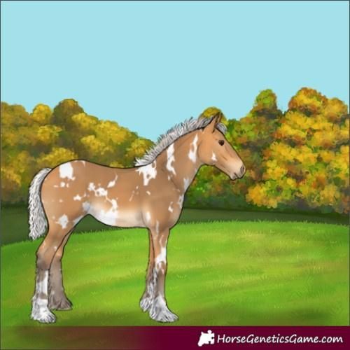Horse Color:White Spotted Silver Buckskin