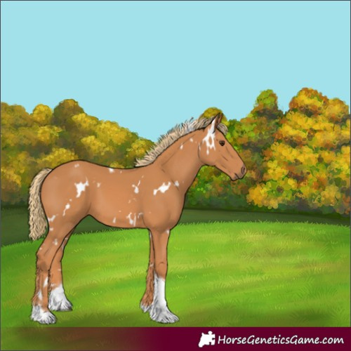Horse Color:White Spotted Chestnut Tobiano