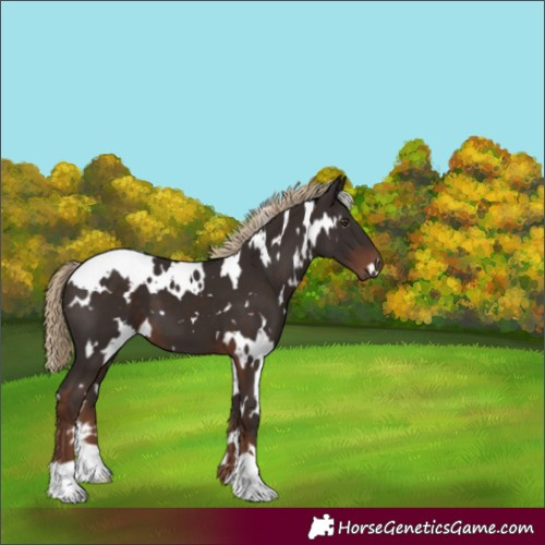 Horse Color:White Spotted Liver Chestnut 