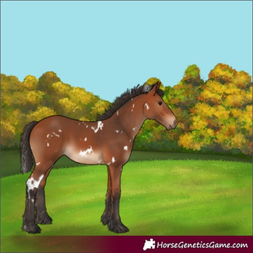 Horse Color:White Spotted Bay 