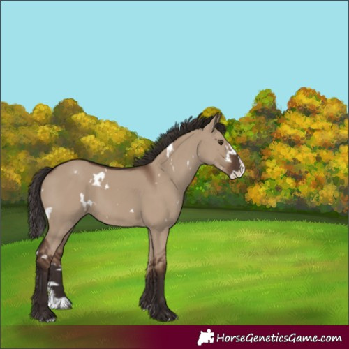 Horse Color:White Spotted Liver Red Dun Splash