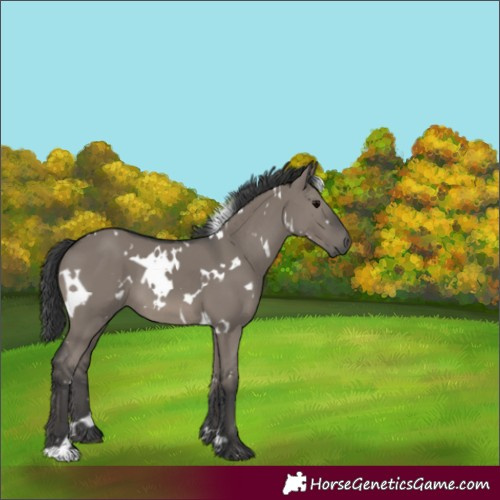Horse Color:White Spotted Grullo 