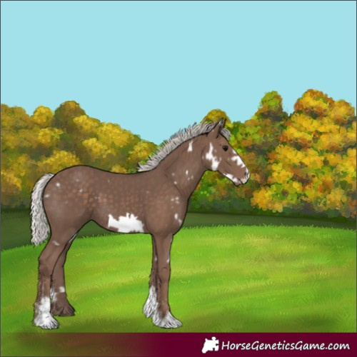 Horse Color:White Spotted Silver Black Sabino Frame 